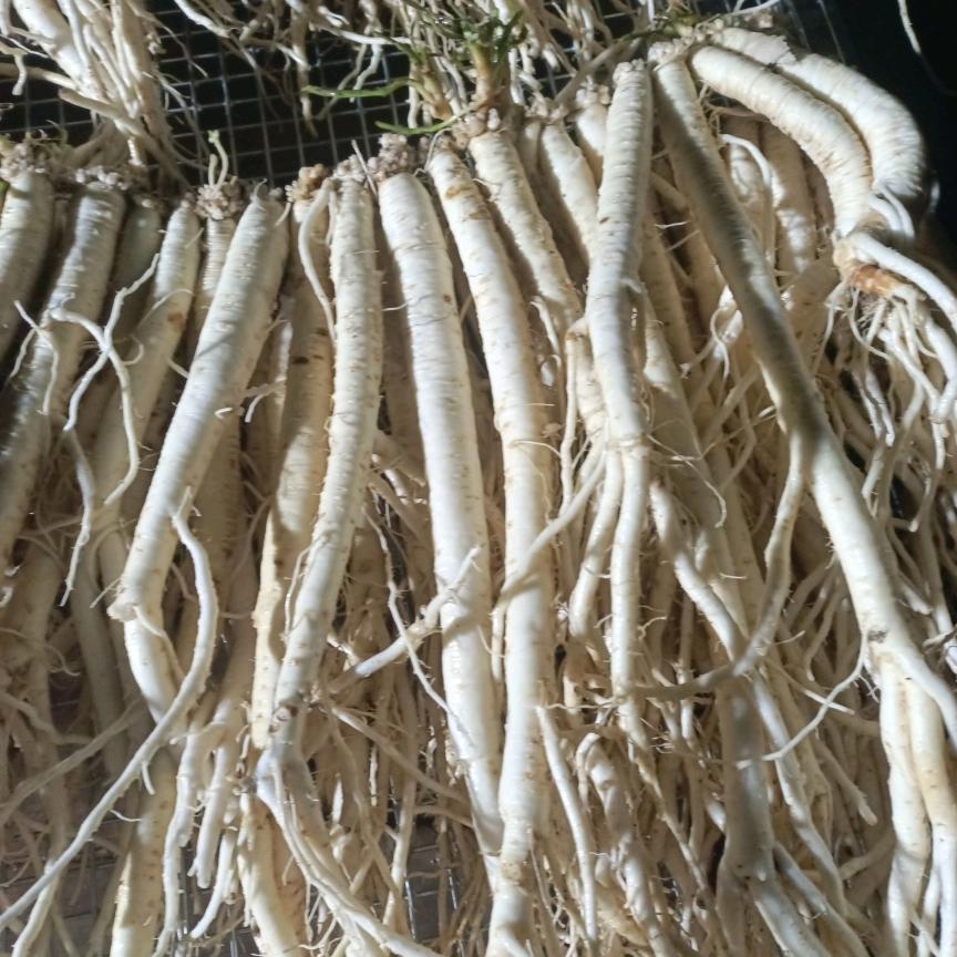 岷县当归党参黄芪