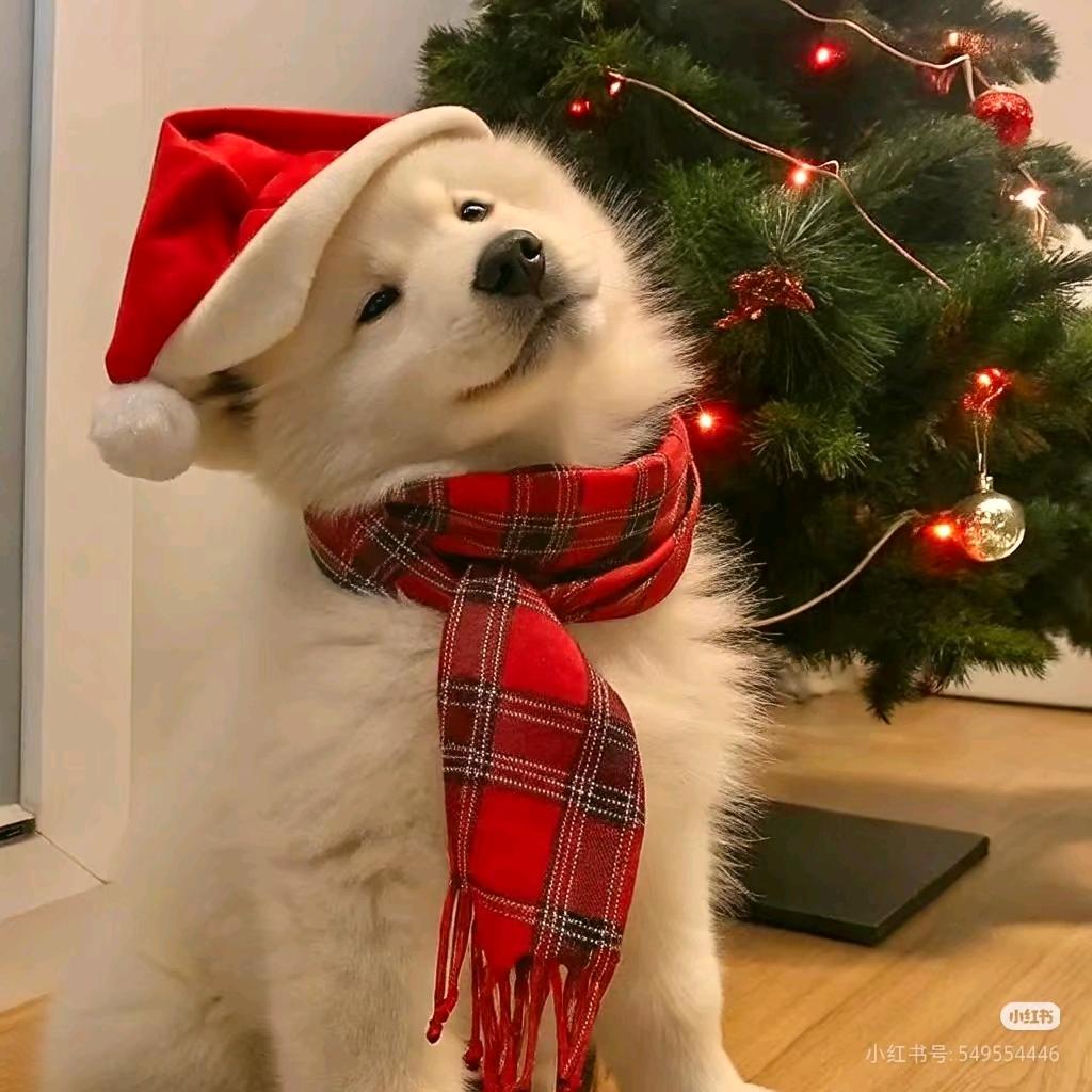 私人榴芒☞🐷头煊☜