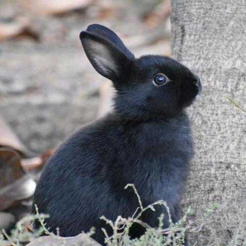 🐇丫🐇头