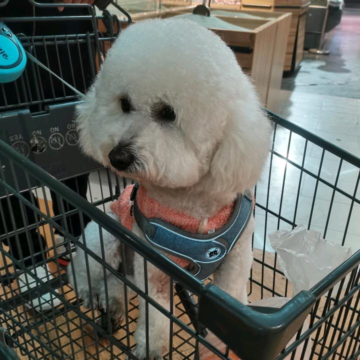 呆萌的团子