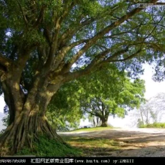 如意树