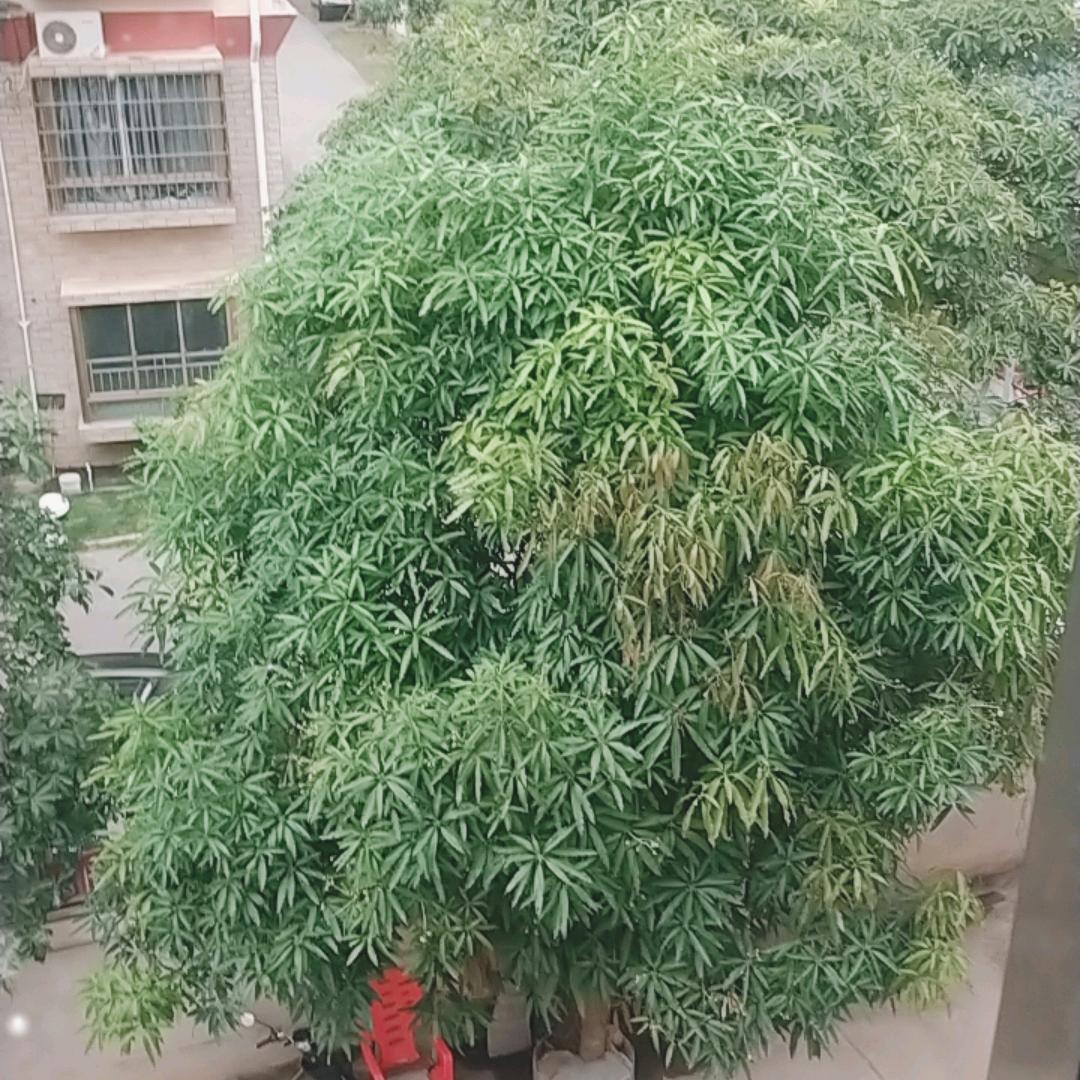 陆业锋