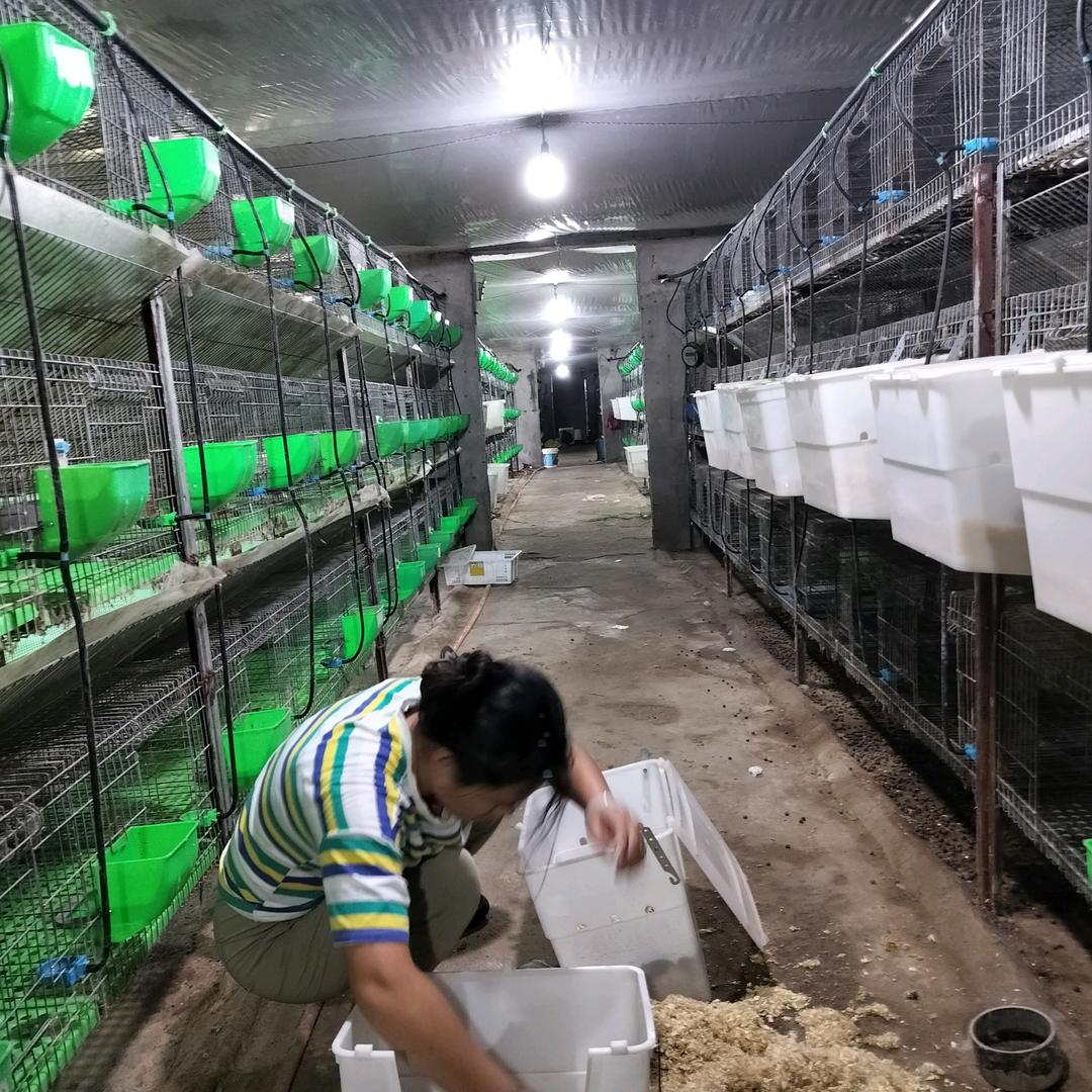 阿威养殖