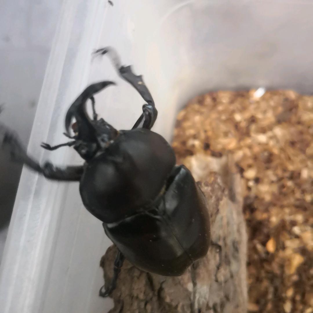 国际昆虫产业网