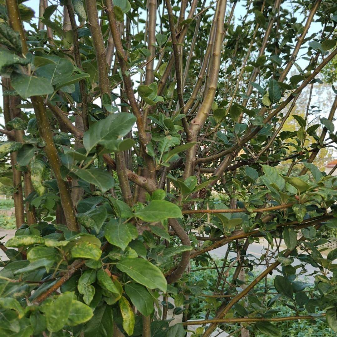 老木园林花卉