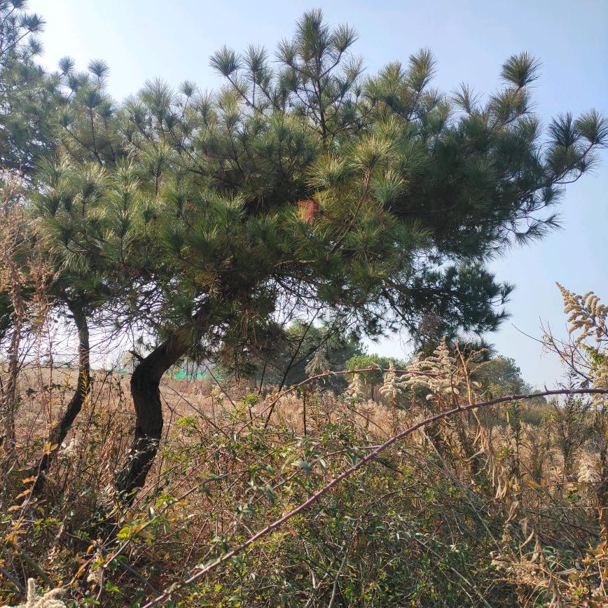 夏氏龙祥苗木花卉
