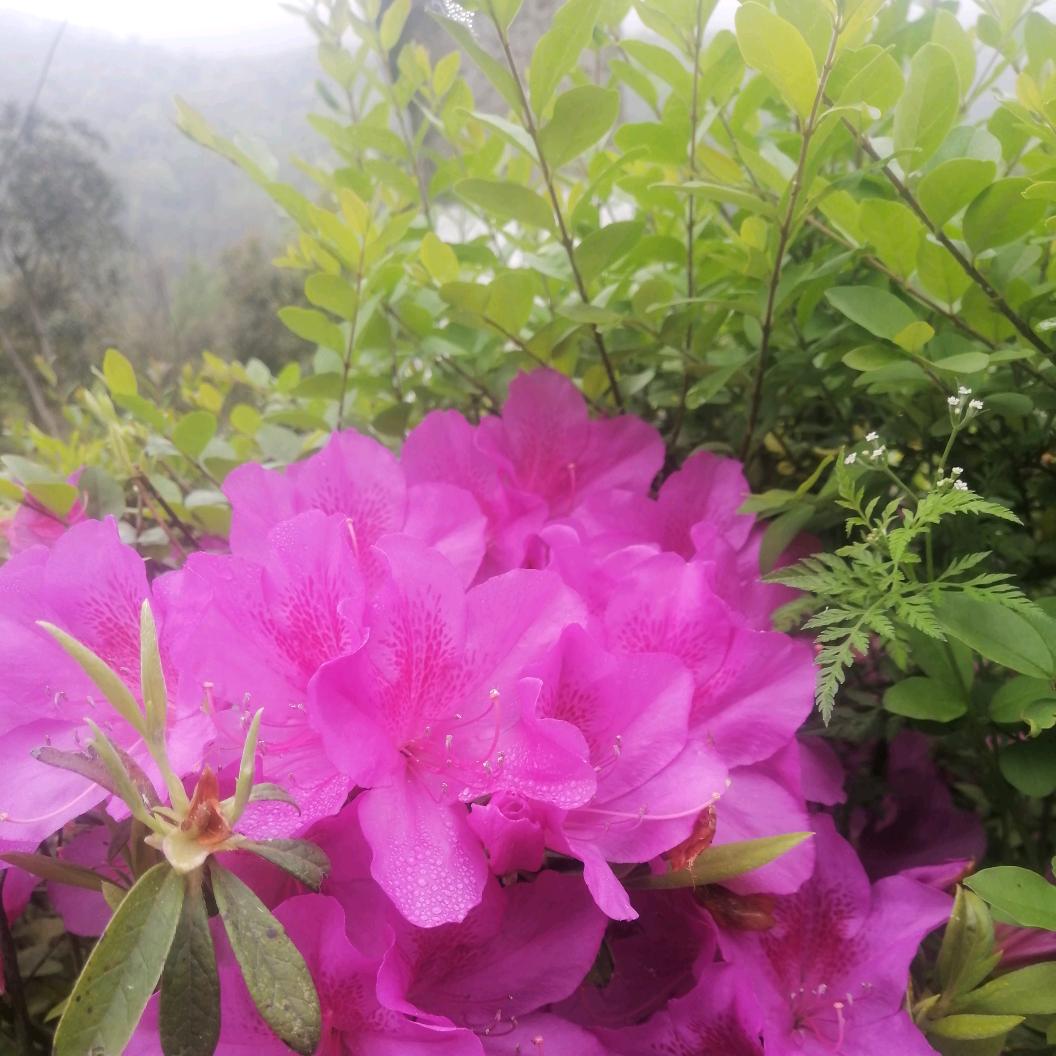 雪莲花