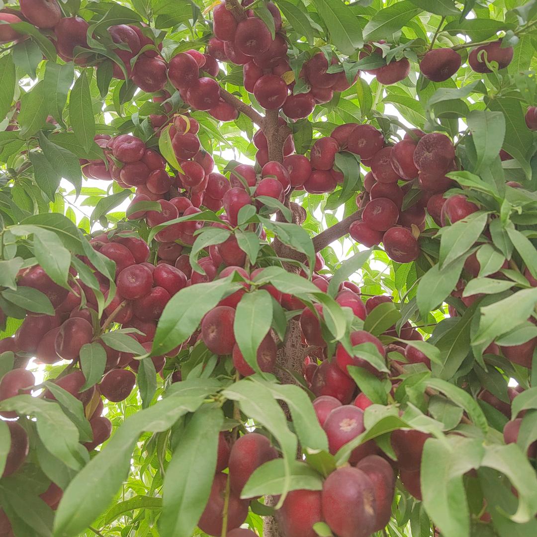 阿拉尔十三团七连纽扣蟠桃