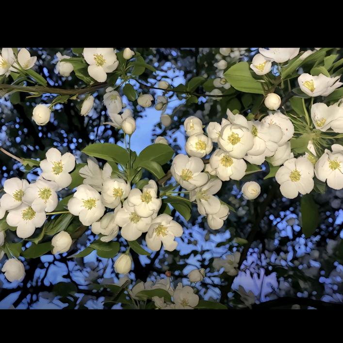 小老鼠