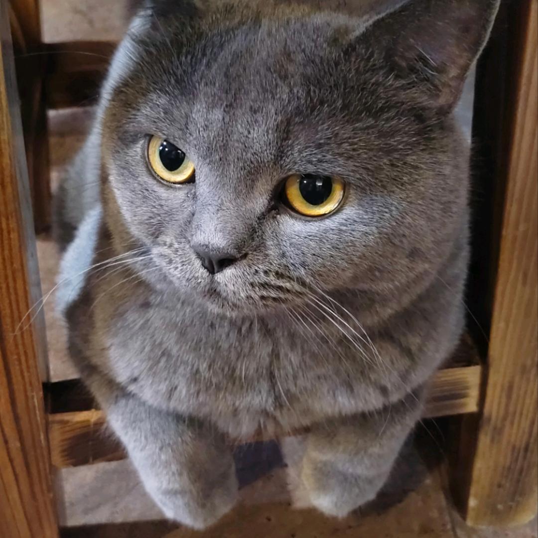 多尔衮是个胆小鬼