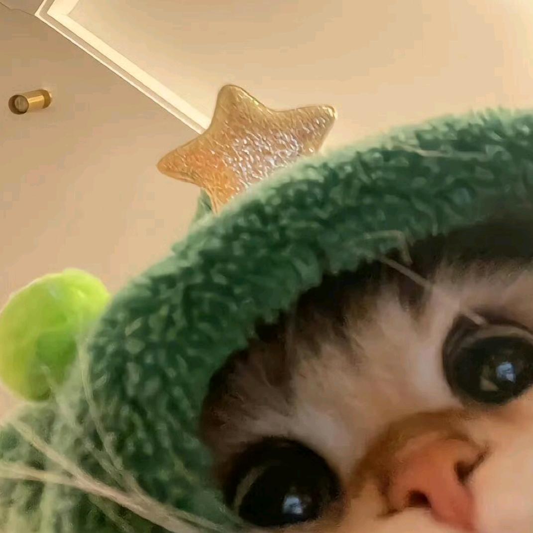 🕸️蛛蛛🕸️