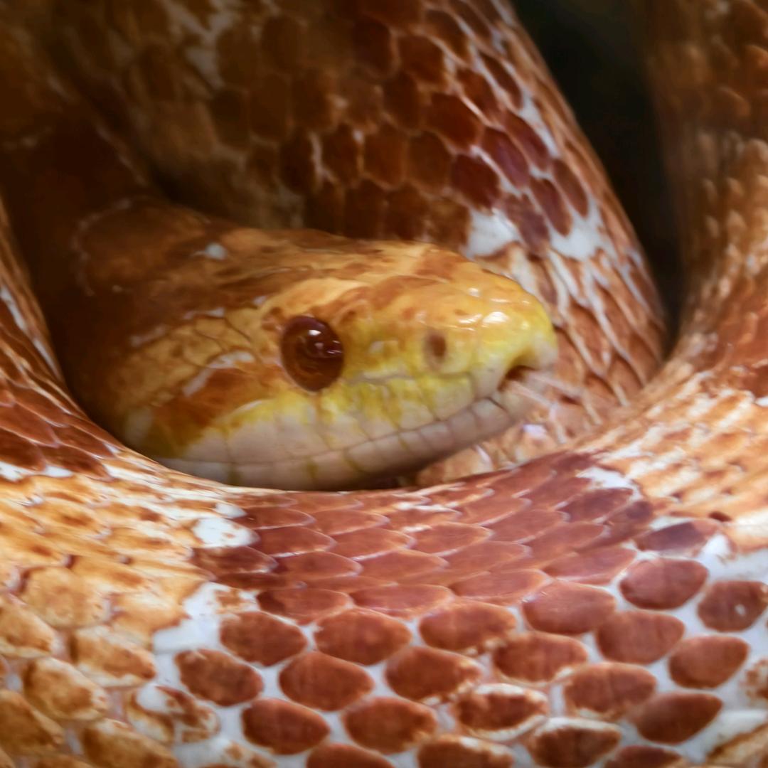 西风带的猫头鹰