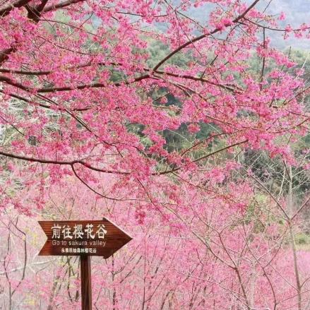 樱花谷σண♡ ྀི管家 ྀི