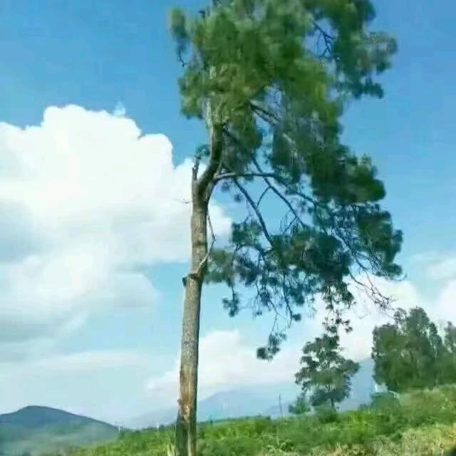 淡笑嫣然