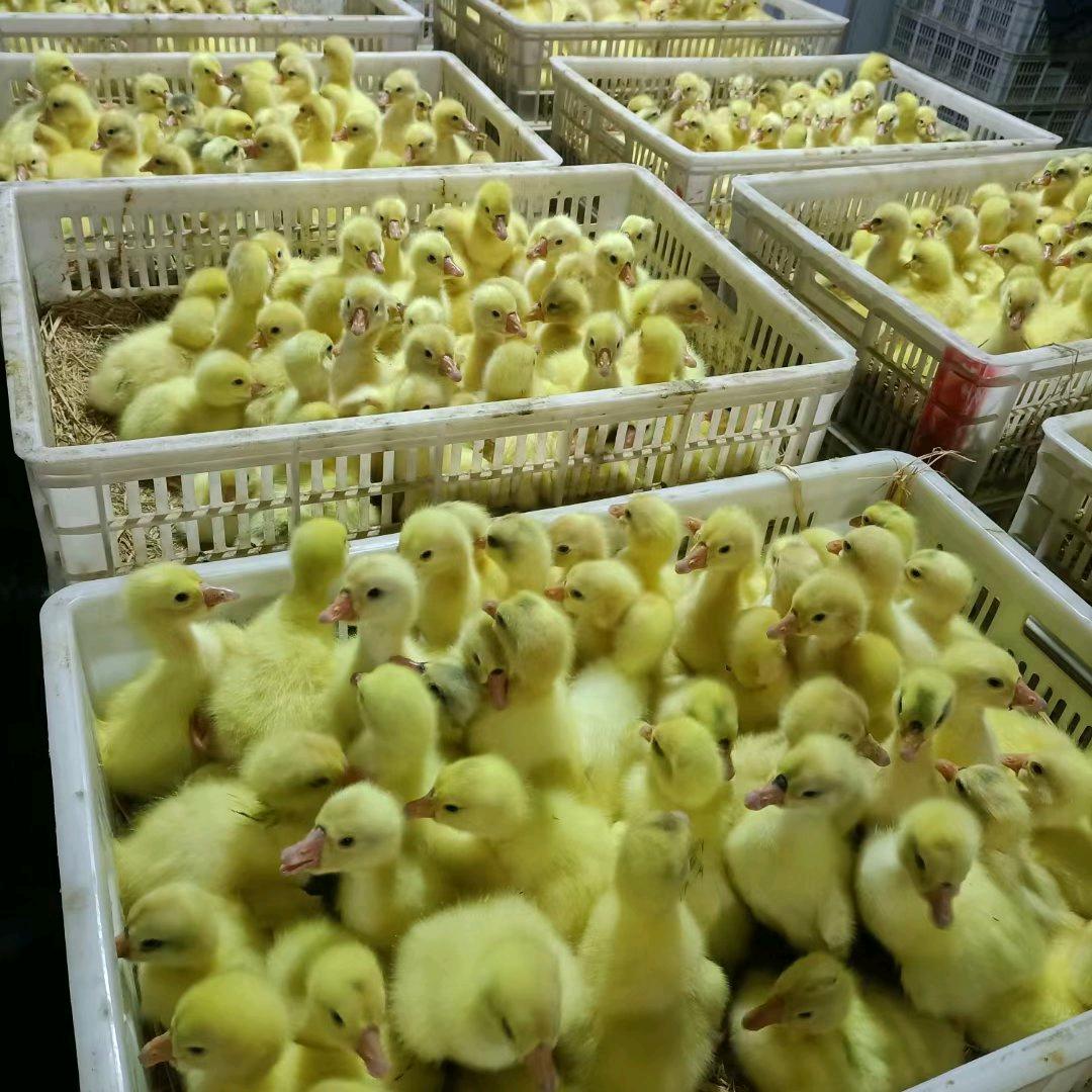 凌纹轩鹅苗孵化