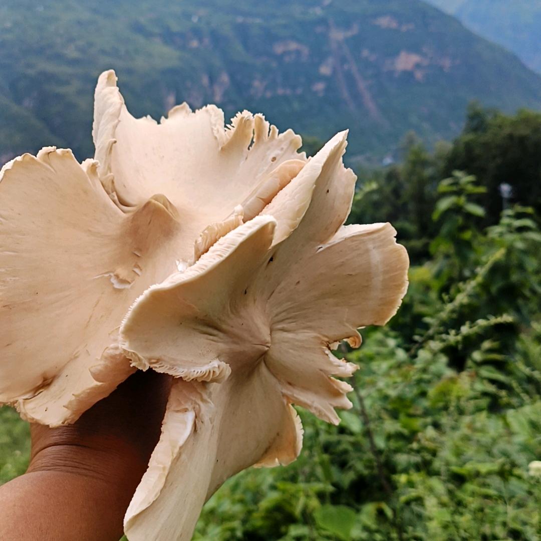 张翠花