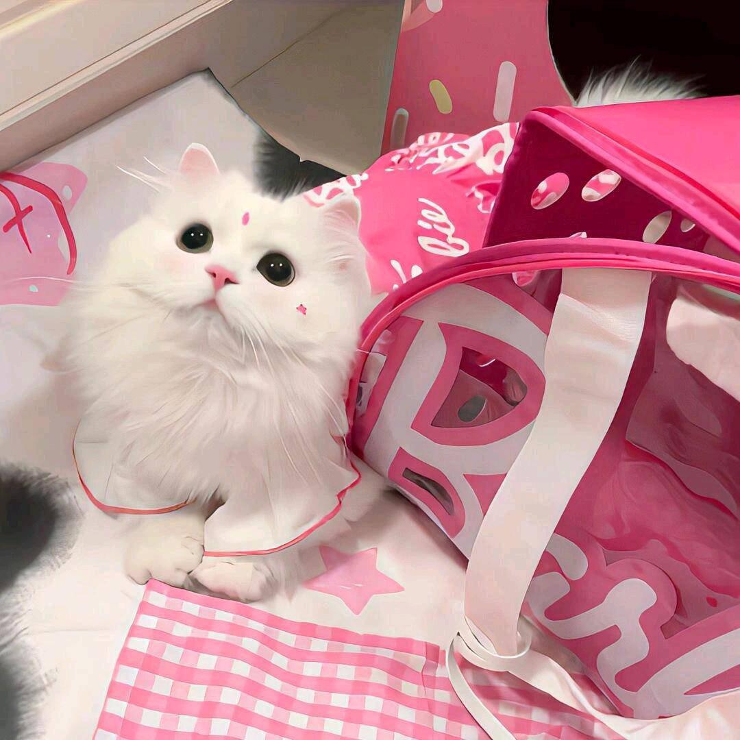 诺诺
