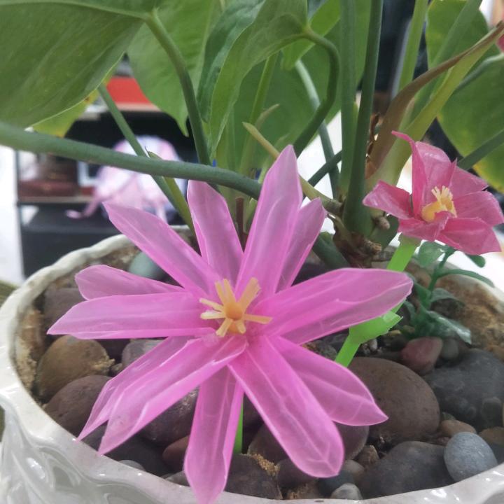 我呀！我呀！我