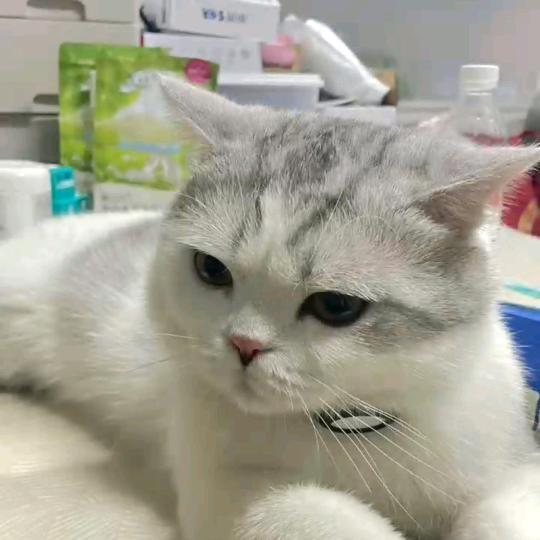 鱼鳞片