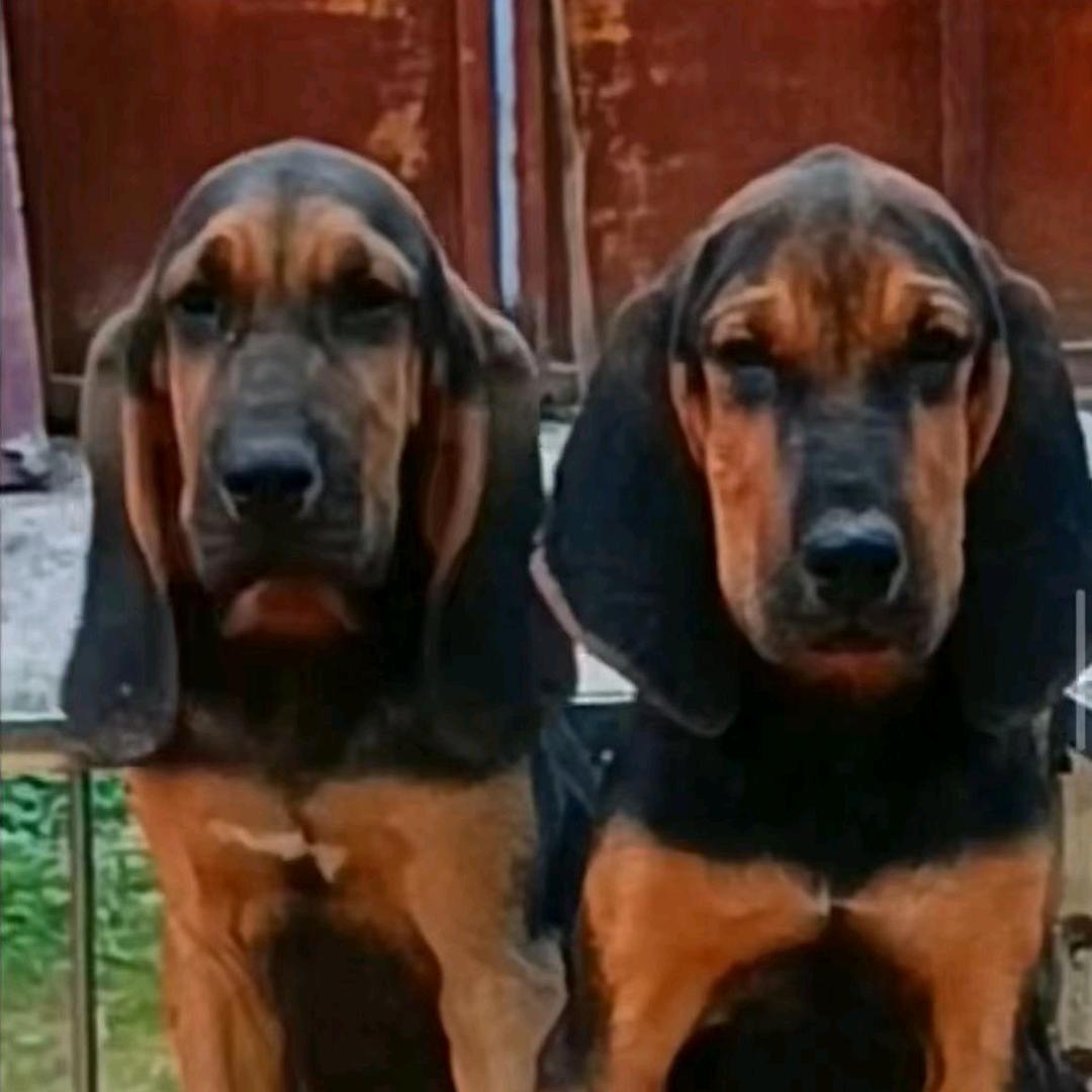 寻血  普罗特猎犬