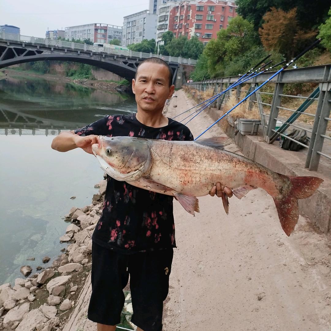 李二娃专做中药酒鱼窝料大号