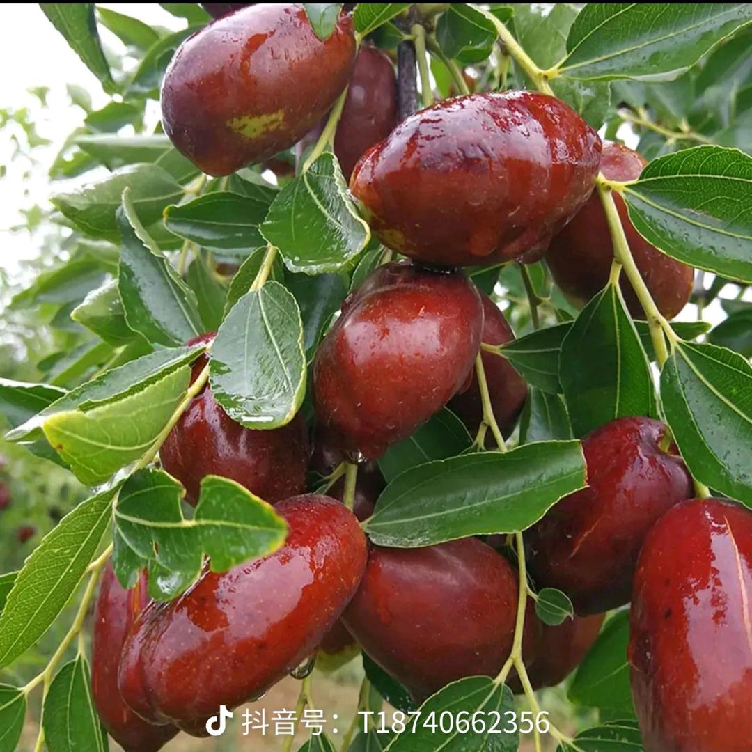 山东沾化冬枣