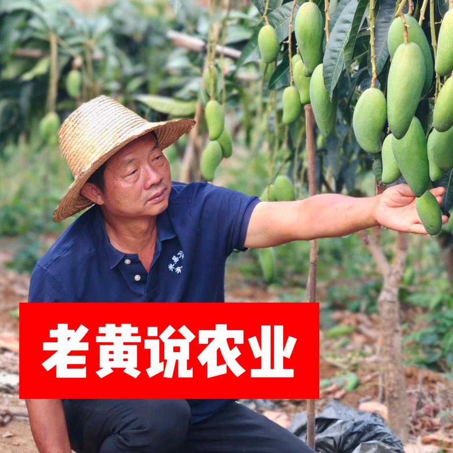 老黄说农业（米易分享农业）