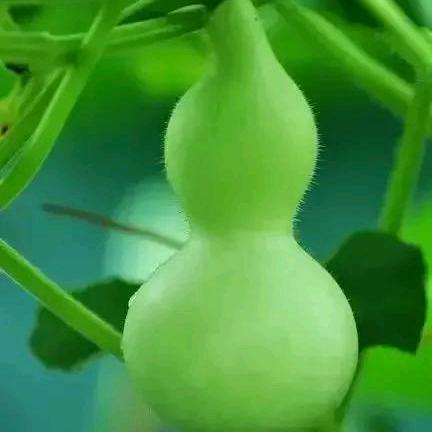 曾帅