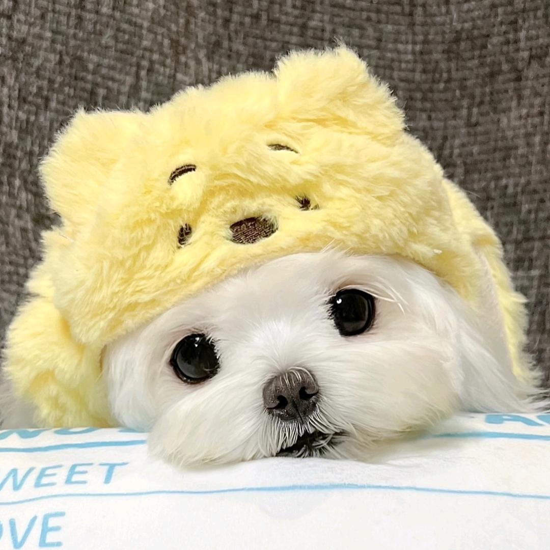 折栀