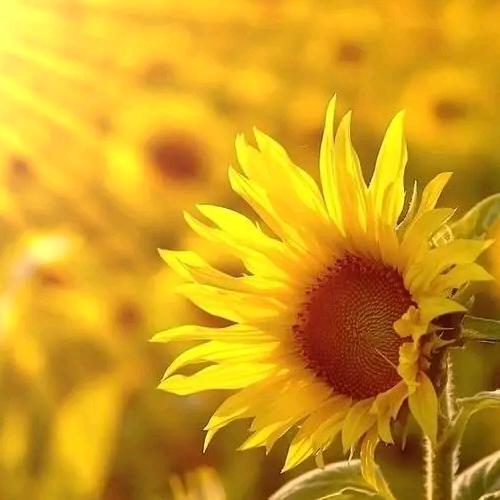 @静玄🌻