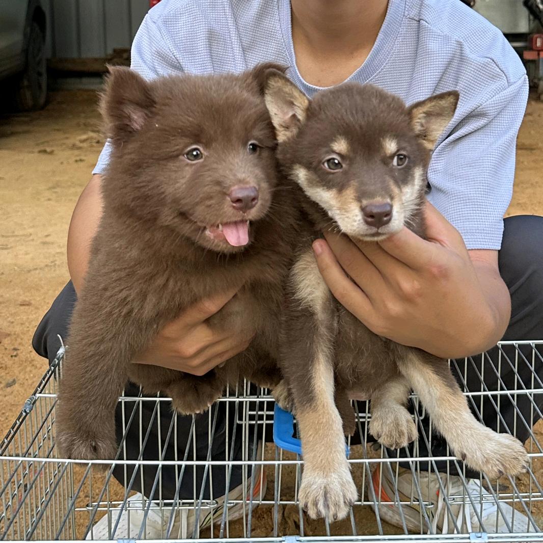 荔乡阿信中华田园犬