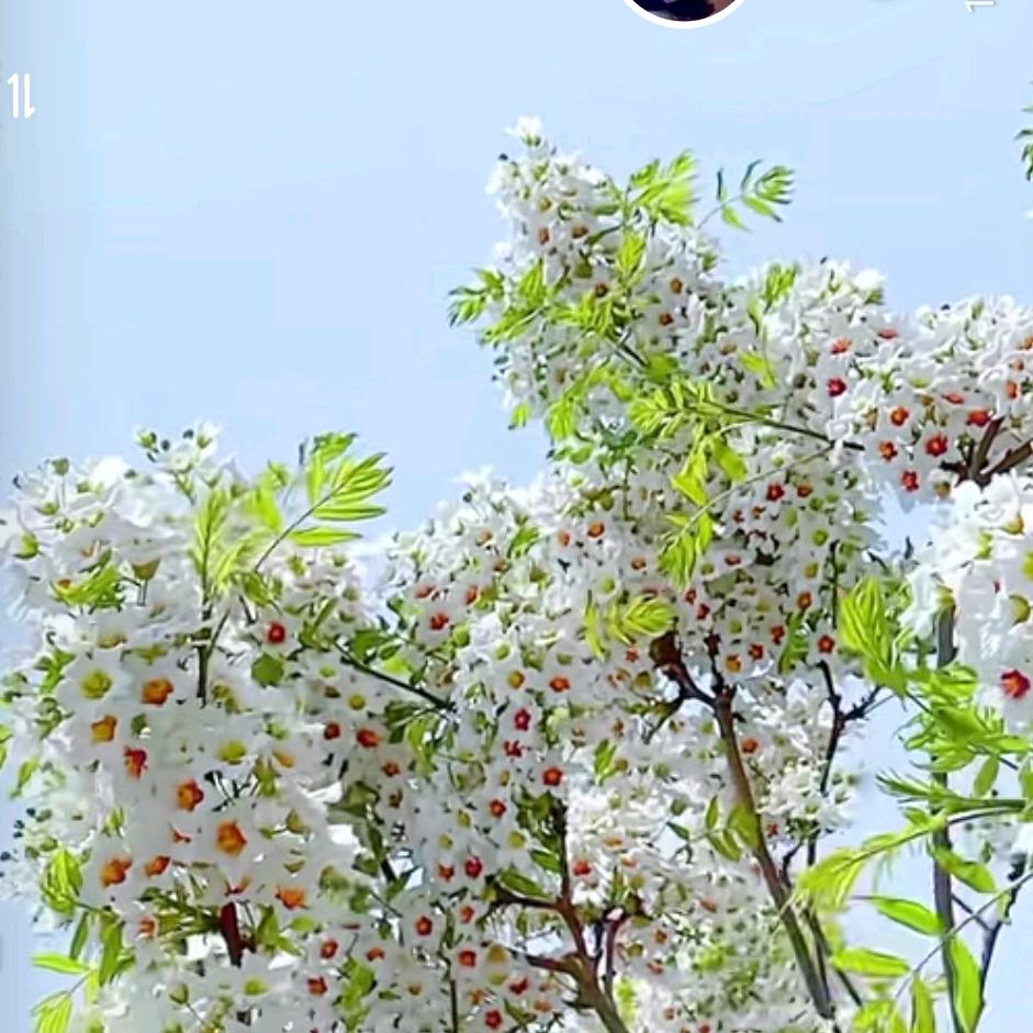祥蕊