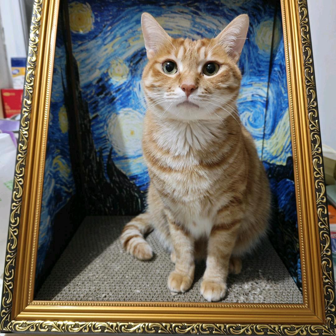 小婵猫鸭