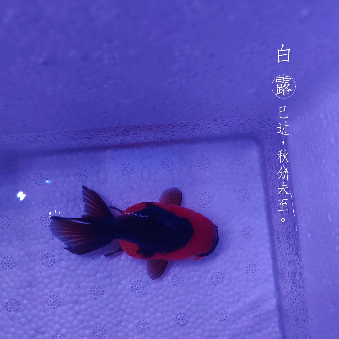 玛丽泰狮直播号