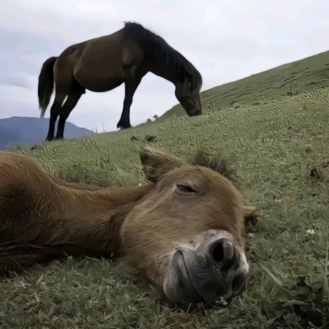 春风得意