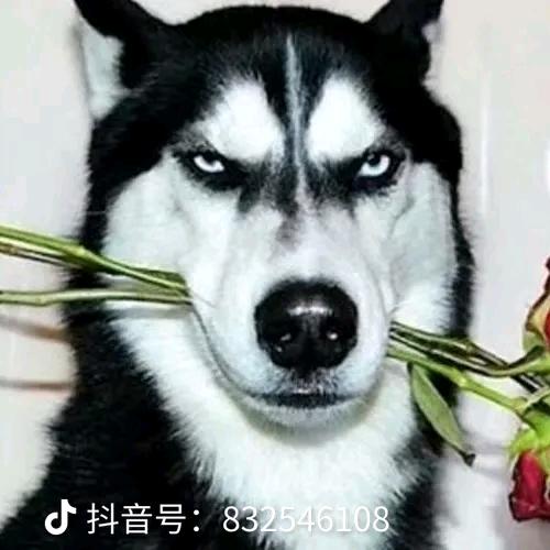 田三九(专门不干人事儿)