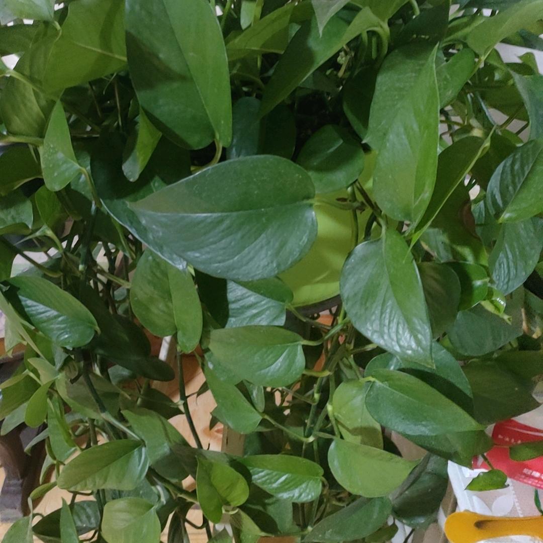 汇著商贸-寇女士