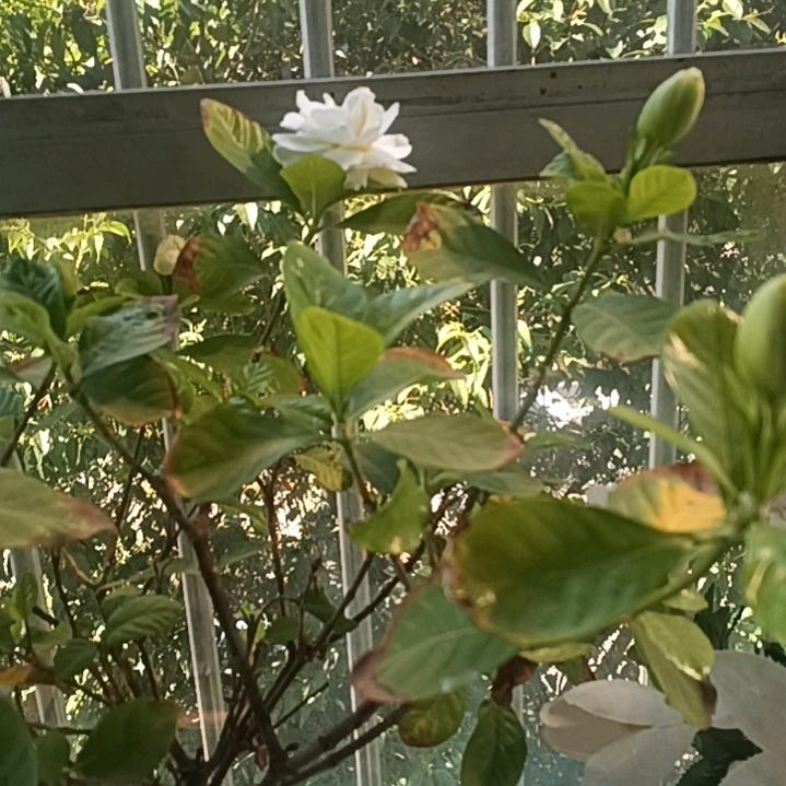 惠儿