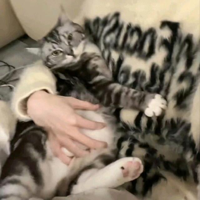 来一盆小若