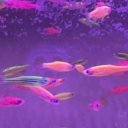 🍀福禄寿喜财🍎