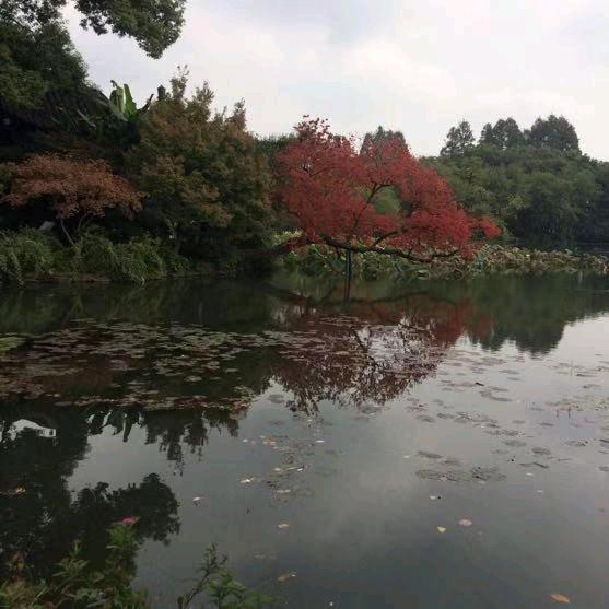 李华