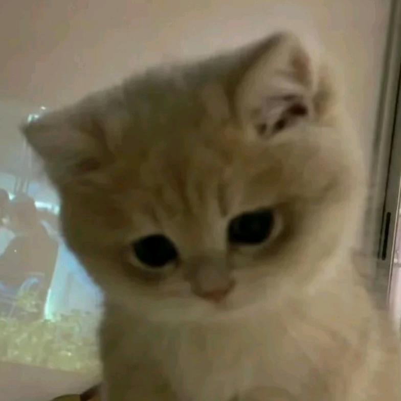 头戴猫耳朵