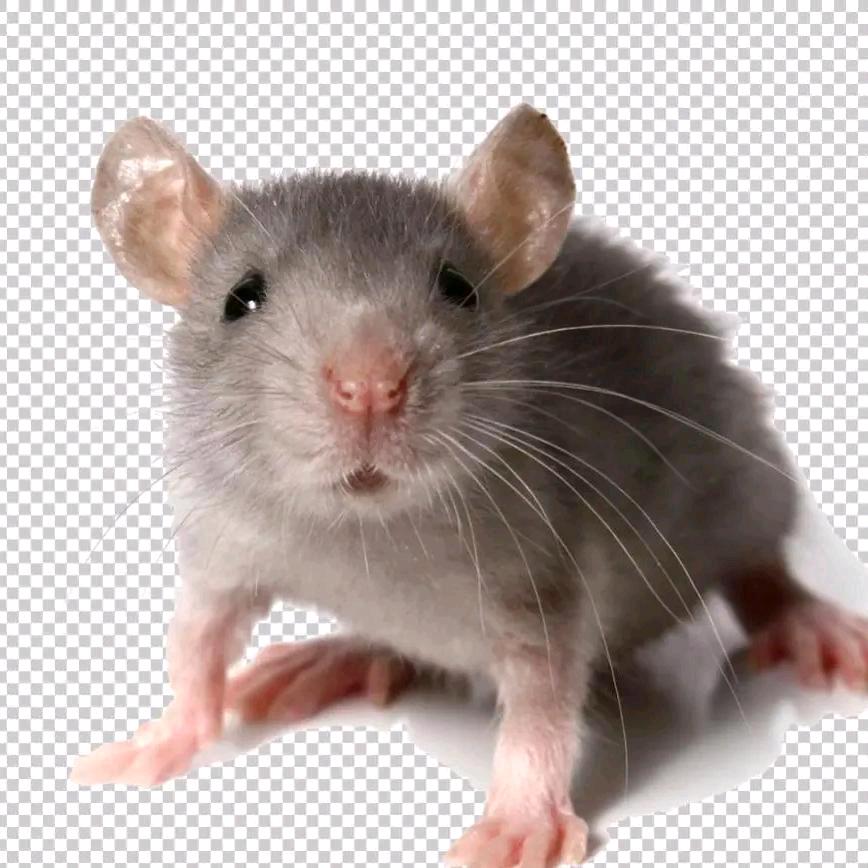 性感可爱母老鼠