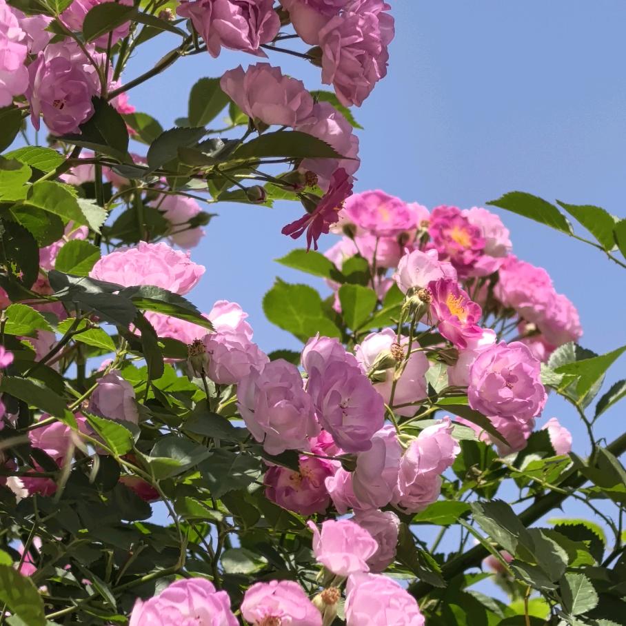 女娲娘娘的好大儿