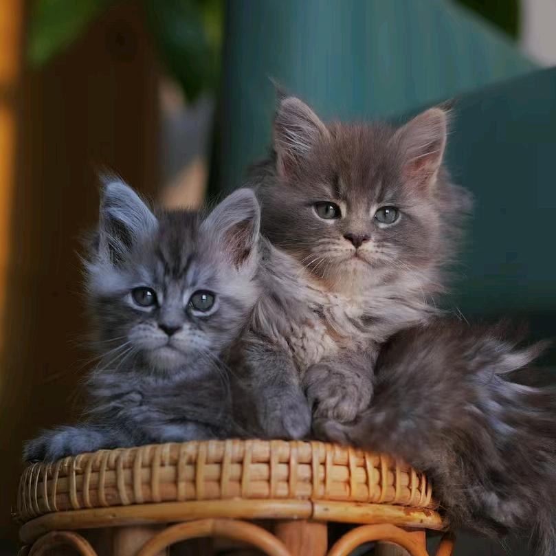 🌈总裁缅因猫舍(猫咪鉴赏版)