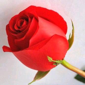 冰封玫瑰🌹