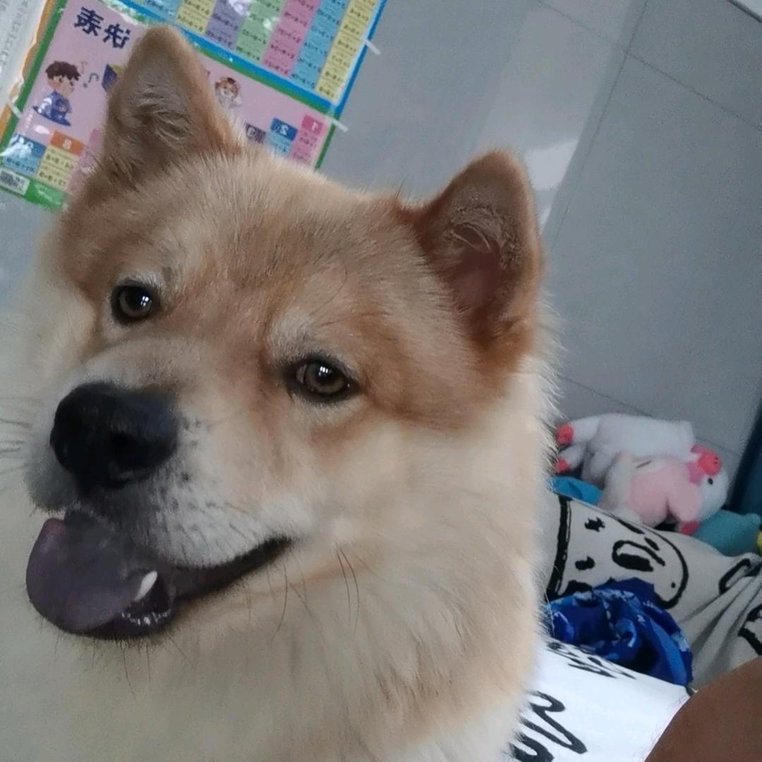 我是小康狗🐶