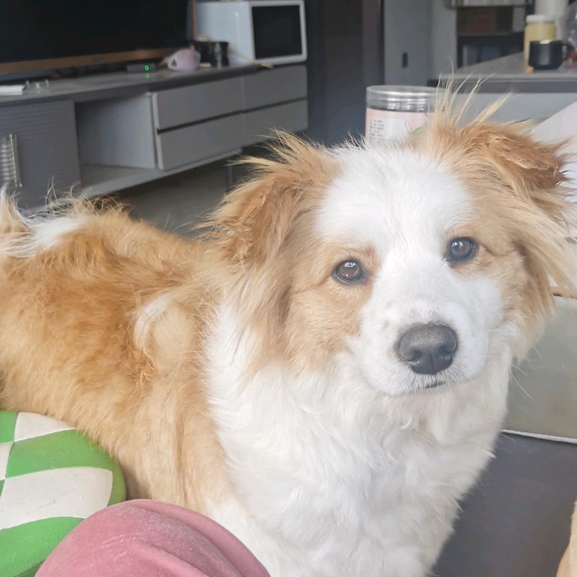 淡若清风