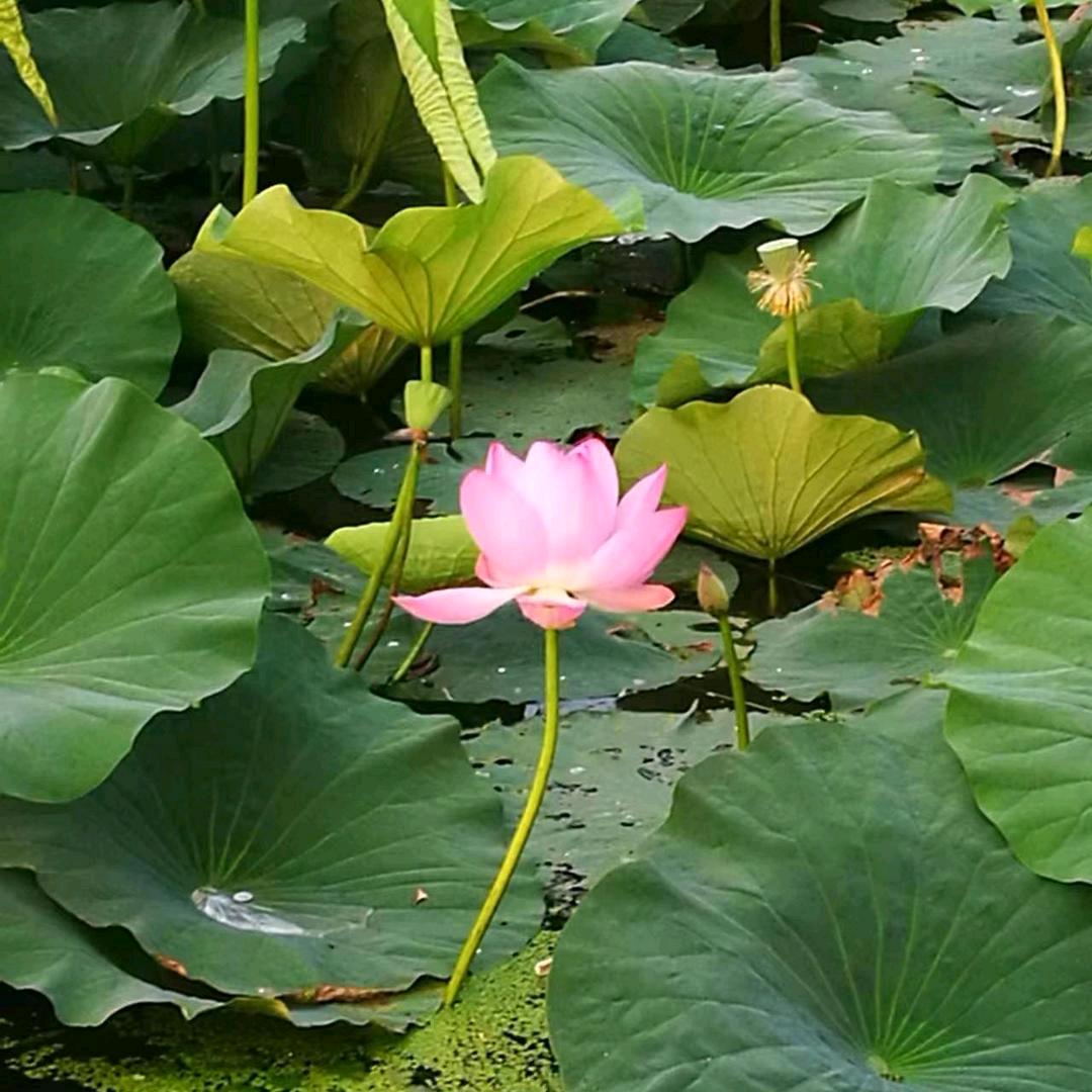 君祤