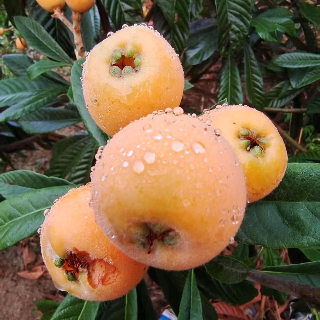 原味果仓